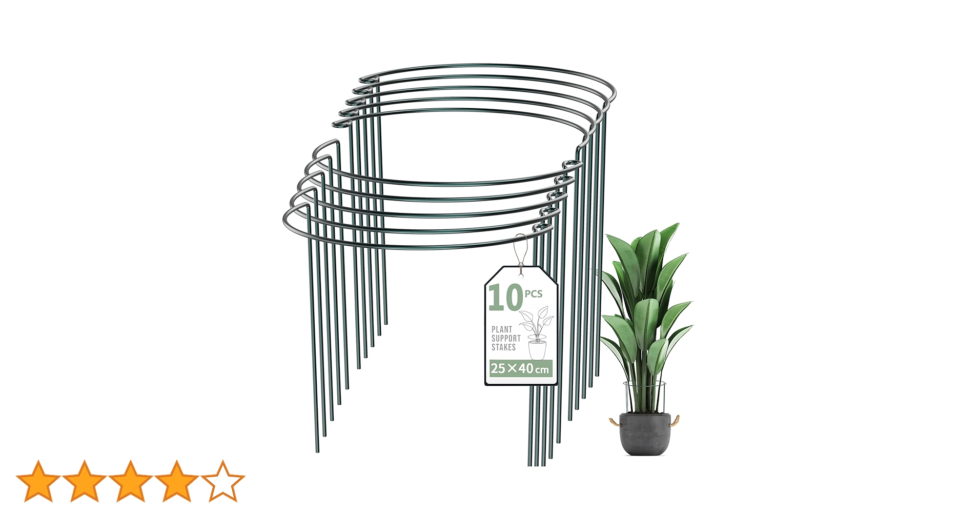 さぼ様観賞用 園芸ネット本店｜サボテン：ランポー玉（らんぽうぎょく） 4.5号鉢植え